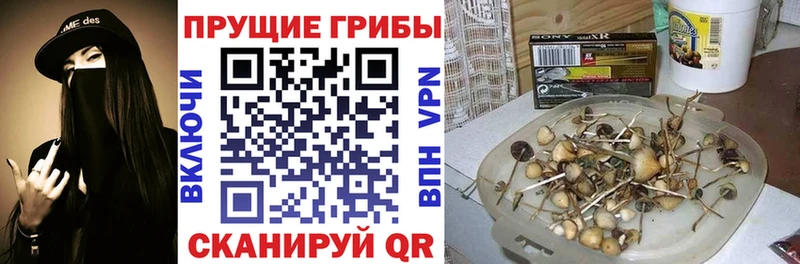 Галлюциногенные грибы Psilocybe  мориарти официальный сайт  Богданович 